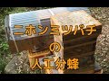 二ホンミツバチの人工分蜂（王台発見から人工分蜂を経て新女王蜂誕生まで）Control the japanese honeybees nest divided