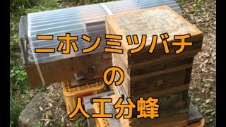 二ホンミツバチの人工分蜂（王台発見から人工分蜂を経て新女王蜂誕生まで）Control the japanese honeybees nest divided