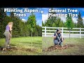 Planting Aspen Trees along our Fence for Privacy + General Tree Planting Tips | Five Acre Homestead Mp3 Song