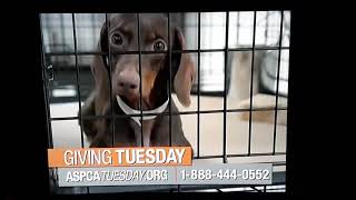 ASPCA has enough money to run this ad for Just One Day