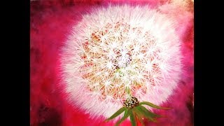 Dandelion Painting Tutorial EASY BEGINNERS Acrylic satisfying Demonstration  Dandelions