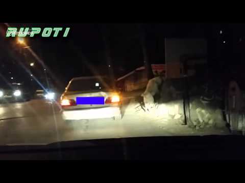 როგორ გავასეირნოთ ძაღლი მანქანიდან გადმოუსვლელად - სიახლე ქართულ სინამდვილეში