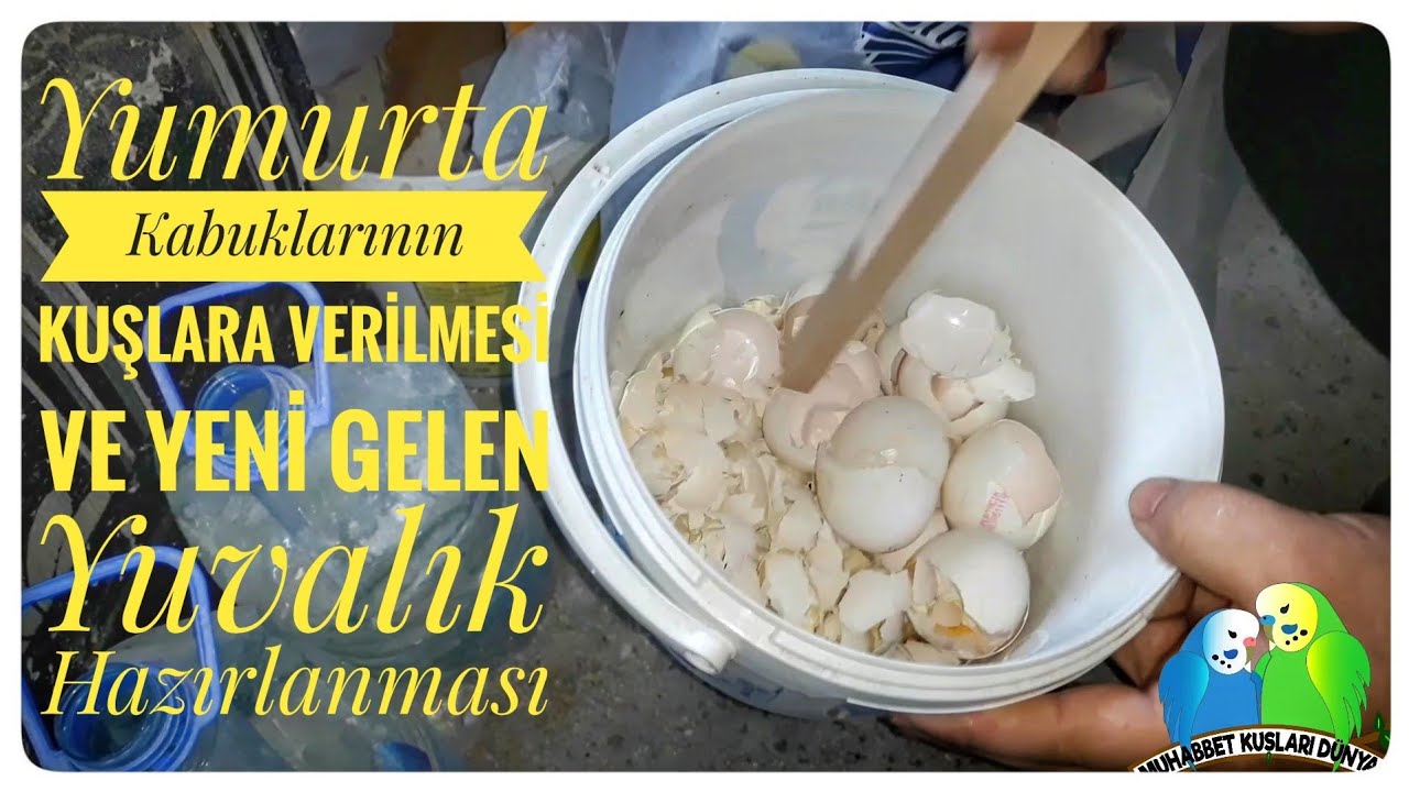 Yumurta Kabuklarinin Kuslara Verilmesi Ve Yeni Gelen Yuvalik Hazirlanmasi Youtube Yumurta Kabuklarinin Kuslara Verilmesi Ve Yeni Gelen Yuvalik Hazirlanmasi Youtube