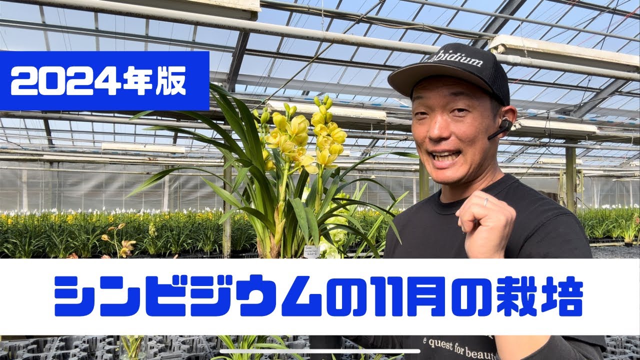 シンビジウム11月の栽培　2024年版