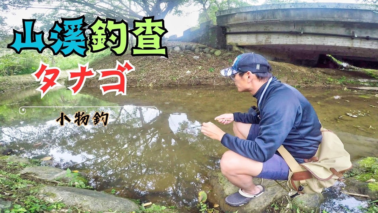 小溪也能釣出大驚喜! 尋找Tanago(タナゴ)，發現下雨天也能小物釣的好地方!   #釣魚 #小物釣 #微物釣 #台灣縱紋鱲 #台灣原生魚類保育