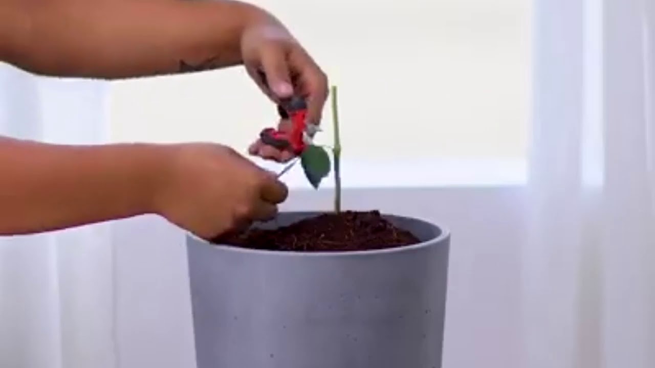We 're rooting for these 12 clever plant hack YouTube
