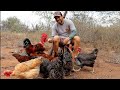 28 de Agosto, O Dia do Avicultor - Celebrando os criadores de galinhas