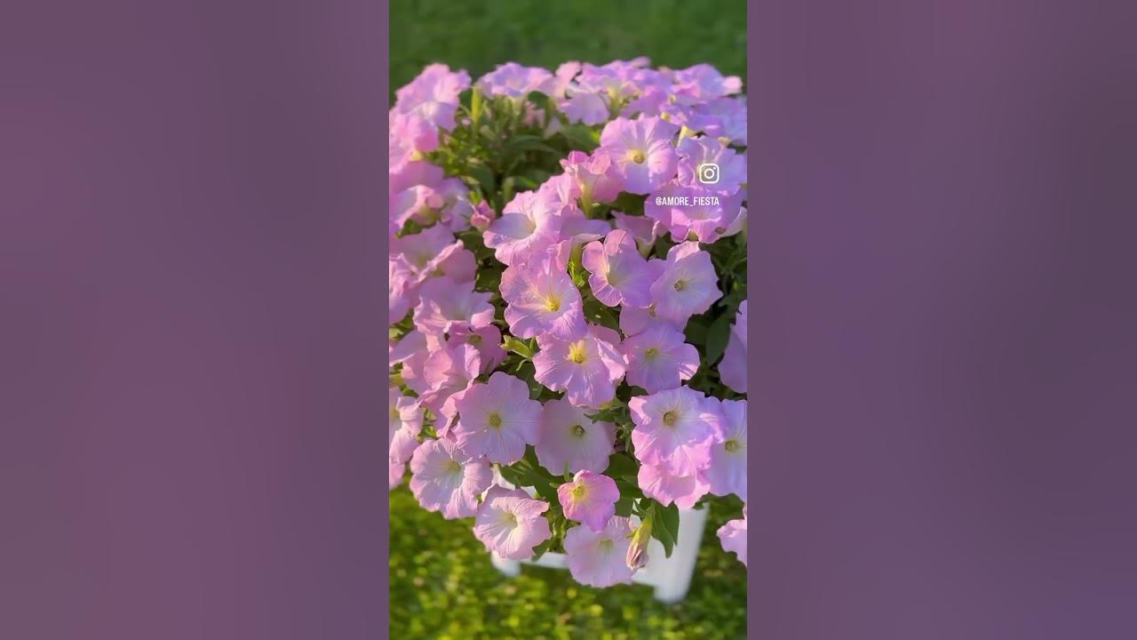 Петуния трилоджи#петуниякоралблаш#trilogysalmonmorn#петунияизсемян# ...