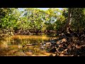 Madagascar Mangroves - a time lapse video