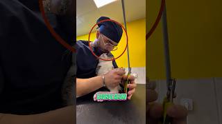 Sessizliğinin Ardındaki Sır .Pet