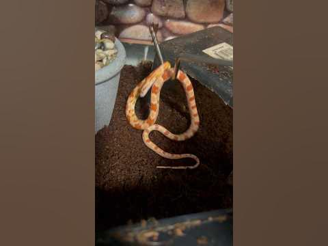 Cornsnake ☠️ on arrival 🤦🏾😔don’t buy from LLL Reptiles - YouTube