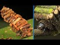 Bagworm Moth - Animal of the Week