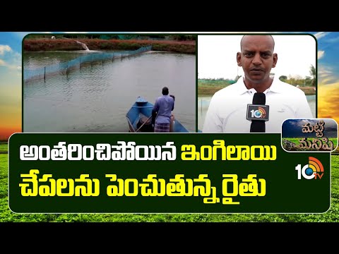 Anguilla bengalensis Fish Farming | అంతరించిపోయిన ఇంగిలాయి చేపలను పెంచుతున్న రైతు | 10TV - 10TVNEWSTELUGU