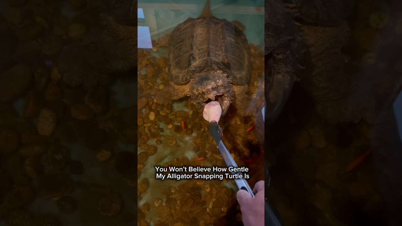 You Won’t Believe How Gentle My Alligator Snapping Turtle Is 🥹🐢
