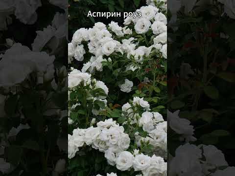 Белая роза Аспирин: самая обильноцветущая #садоводство #цветы