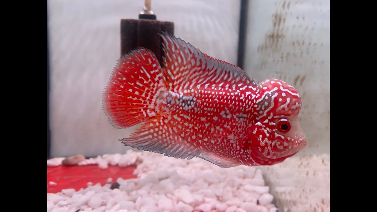 Cập Nhật Lô Cá La Hán Kamfa F2, F3, GB, Classic Từ Trại Loca Farm - Kamfa Flowerhorn