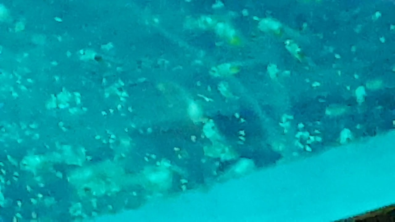 Angelfish wriglers to free swimming