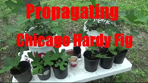 Propagating Chicago Hardy Fig Trees