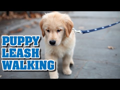 वीडियो: अपने पिल्ला को बाहर चलने के लिए कैसे प्रशिक्षित करें