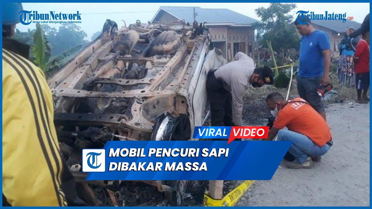 Viral Mobil Pencuri Sapi Dibakar, 2 dari 4 Pelaku Tewas Diamuk Massa