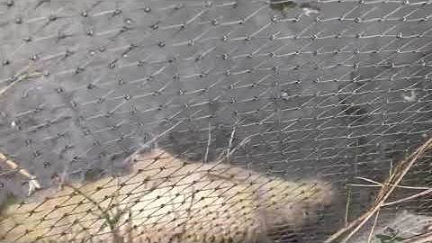 Kích cá chép khủng