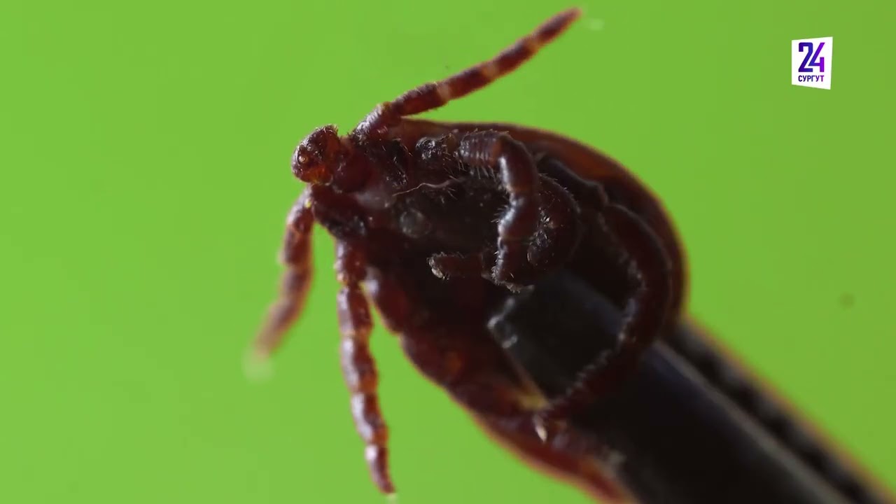 Иксодовый клещ открывает сезон! Какие у человека есть методы защиты от членистоногих