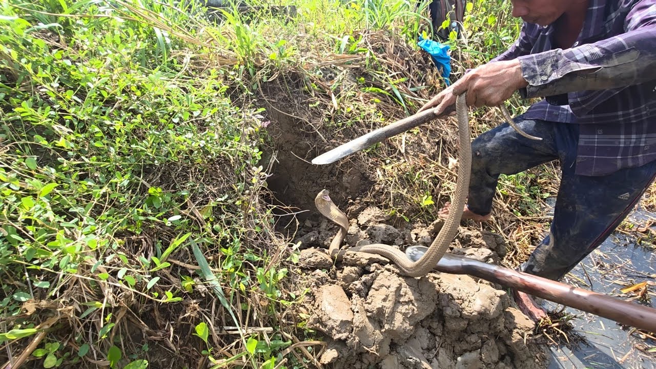 Được Ông Bác Chỉ Điểm Chúng Tôi Đã Thu Phục Được Con Rắn Hổ Mang Cực Độc|| Giang Ca SB # 34