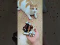 뭉치스타 #reversevideo #marblerunandmore #cat #catvideos #reverse