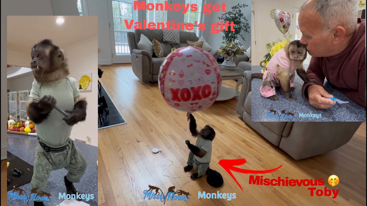 Реакция обезьян на подарок на День святого Валентина — Тоби — нарушает привычный распорядок дня 😅♥️😅