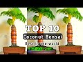 10 อันดับ บอนไซมะพร้าวสวยที่สุด(Coconut Bonsai best in the world)