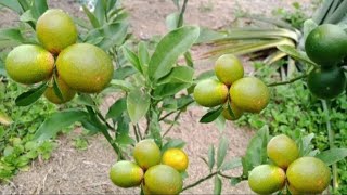 Review tanaman jeruk tongheng