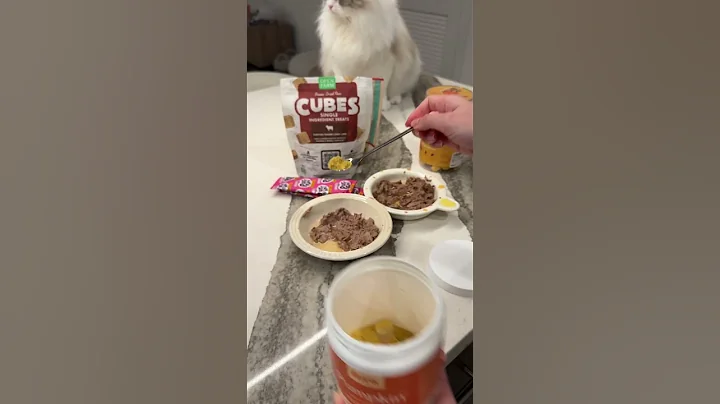 Video 8542021: cat feeding, kitty cat, eating feed, spotted cat, catfood