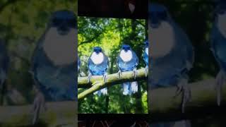 blue birds tune