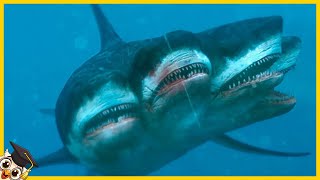 10 Haaien Die Maar 1 Keer In De Duizend Jaar Geboren Worden
