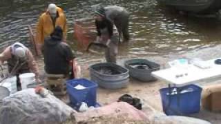 Michigan's walleye egg collection