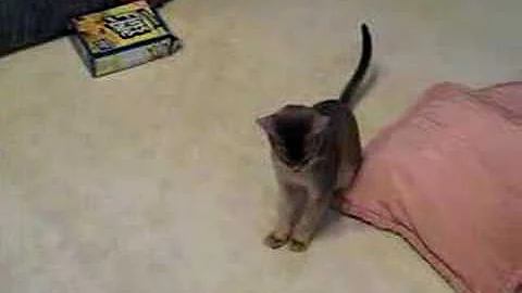 Watch the video about Monkey (M Blue Abyssinian) trying to escape his collar