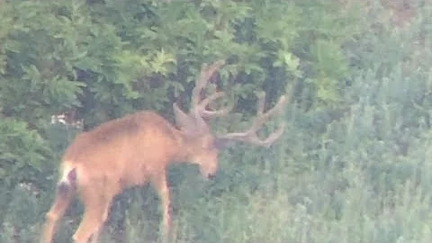 2018 High Country Mule Deer Archery Scouting Trip | Utah