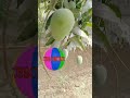 "Ghar ke Aam ka Bagicha"#trending #mangotreat #viral #summerspecial #mango
