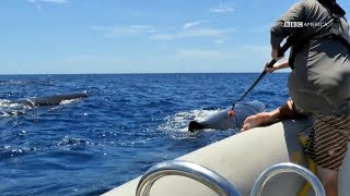 How To Attach a Camera to A Whale | Planet Earth: Blue Planet II | Saturdays @ 9/8c on BBC America