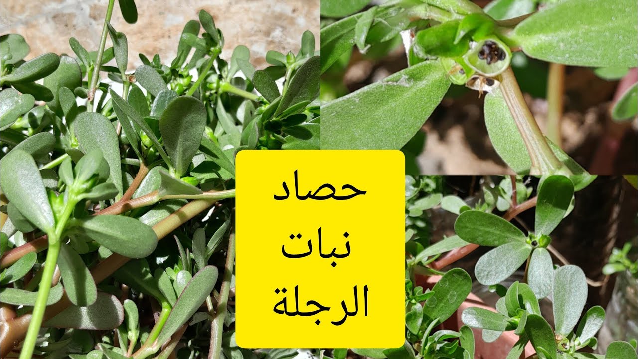 الرجلة أو البقلة نبات صيفي بامتياز👍👍👍 - YouTube
