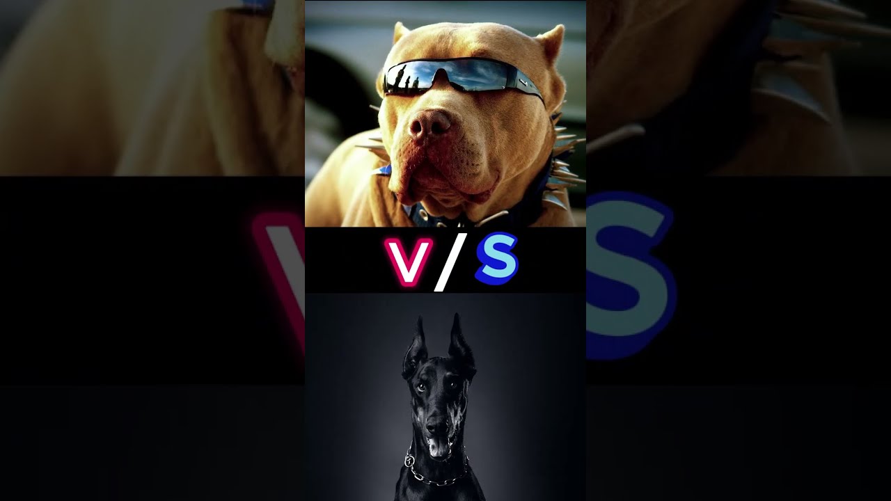 HUSKY V S DOBERMAN PITBULL II WHO WINS Husky Lovers Doberman Pitbull