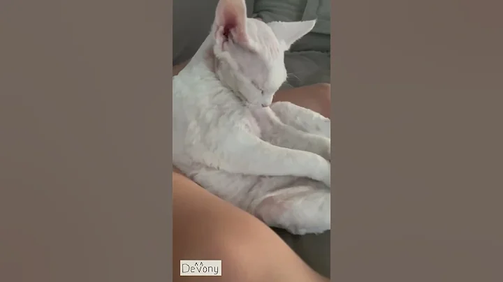 Video 6390231: devon rex cat funny, cat funny game