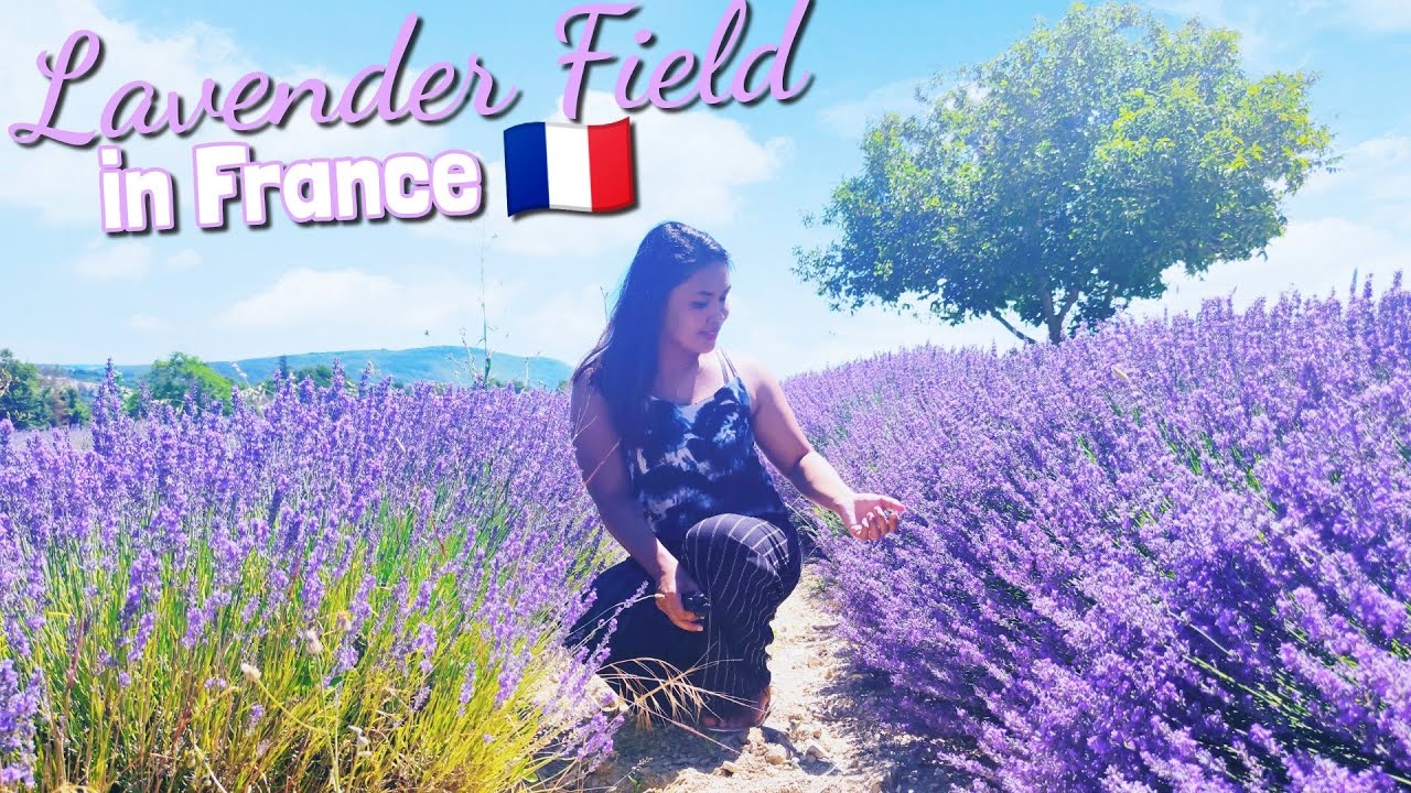 Lavender field in France💜🇫🇷 La ferme aux lavandes à Sault Lavande à