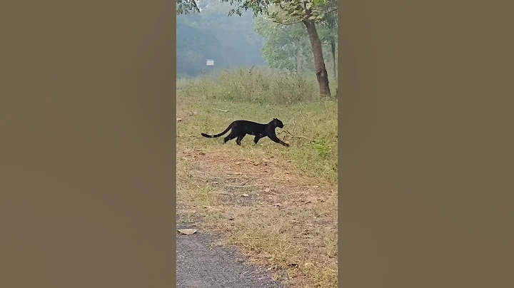 The Black Leopard of Tadoba, Sighted in Nov 2024