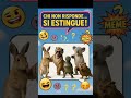 La Chat di Noè