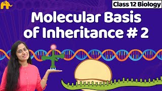 Molecular Basis of inheritance Class 12 | One Shot NCERT Chapter 5 Biology | CBSE NEET Bio screenshot 4