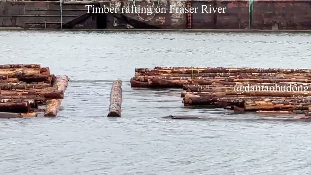 Timber rafting on Fraser River