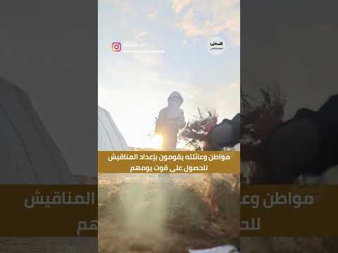 شاهد مواطن وعائلته يقومون بإعداد المناقيش للحصول على قوت يومهم غزة فلسطين