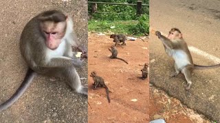 Cute Baby Monkey Having Biscuits Snack Eating Monkeys.
