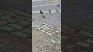 Esperanto que bajen los pollos 🤣🤣💖